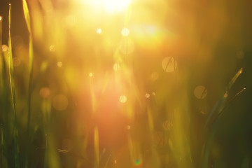 spring background sun glare, grass blond rays on the field, design abstract spring background