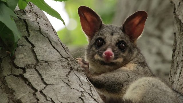 A cute Australian Brushtail Possum perched on a branch during a windy spring morning.