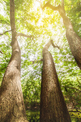 Fantastic three large rain trees.