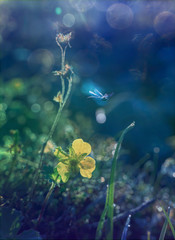 Magical spring, close up with flowers and a dragonfly