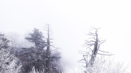 눈으로 덮힌 덕유산의 겨울풍경