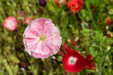 Blooming pink poppy (lat. Papaver) in the garden close-up