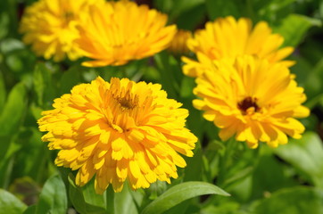 Yellow Terry marigold (lat. Calendula officinalis) blooms in the garden