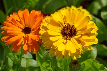 Orange and yellow calendula (lat. Calendula officinalis) close-up