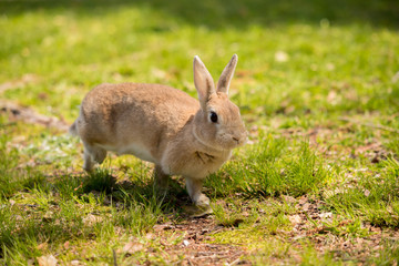 Naklejka na ściany i meble 春の公園で遊んでいるミニウサギ