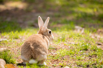 春の公園で遊んでいるミニウサギ