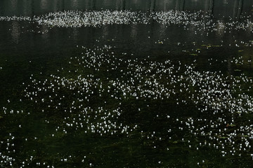 池に咲く白い小さな花