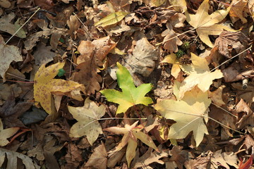 Autumn leaves. Green grass. Abstract background. Macro.
