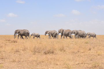 Obraz premium African elephant family walking in Serengeti National Park, Tanzania