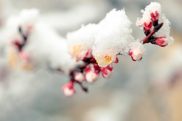 Spring blossom under the snow. Branches with bloomed cherry flowers under late snow. Macro shot...