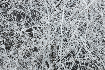 Winter tree branches under the snow on black background. background pattern.