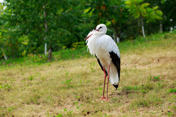stork walks in the park