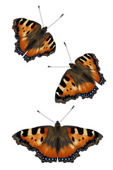 Three beautiful butterflies. Highly realistic illustration.