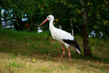 stork walks in the park