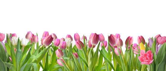 Many beautiful tulip flowers on white background