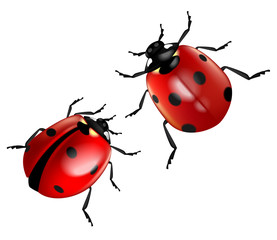 Two ladybugs isolated on a white background.  Highly realistic illustration.