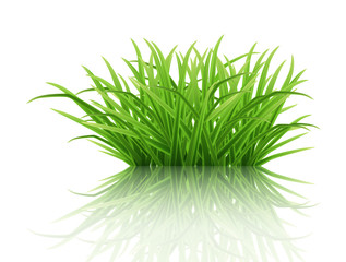 A bush of green grass on a  reflective surface. Highly realistic illustration.