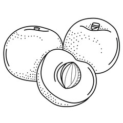 Hand drawing apricots; black and white vector illustration; doodle fruits for stickers, posters, web design. 