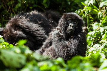 Mountain gorilla sitting in the bush in Virunga National Park