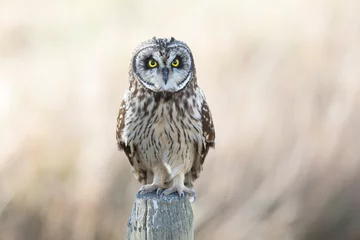 Deurstickers Short eared owl © Feng Yu
