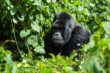 A critically endangered silverback mountain gorilla in a primary rainforest © Denys