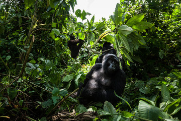 A family of mountain gorillas including a silverback sitting in the jungle © Denys