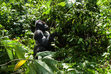 An endangered silverback mountain gorilla enjoying in the forest © Denys