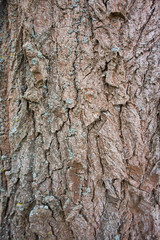 The texture of the bark of an old tree. Background for nature and plants.