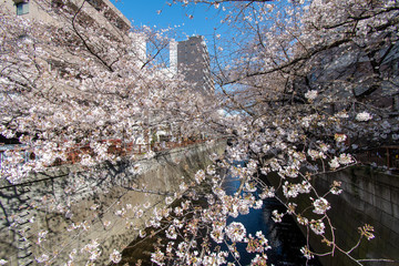 目黒川の桜