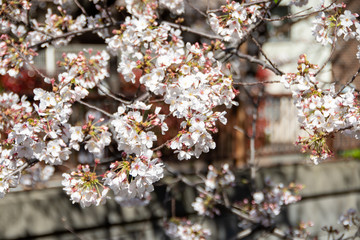 桜