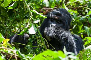 A big mountain gorilla is eating the leaves in the forest