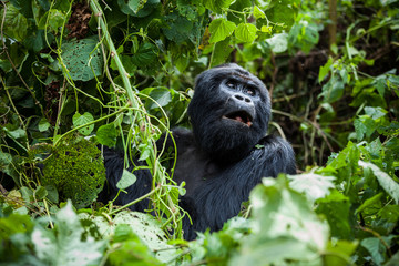 A portrait of a big mountain gorilla sitting in the forest