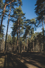 pine tree branches in sunny morning
