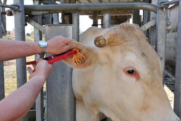 Pose d'une boucle électronique sur une vache de race blonde d'Aquitaine dans un parc de contention