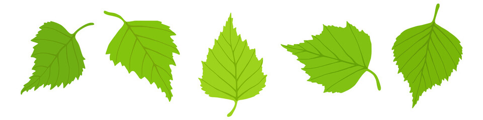 Fototapeta premium Birch leaves on a white background, spring background, vector illustration 