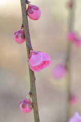 Fototapeta premium 梅の花