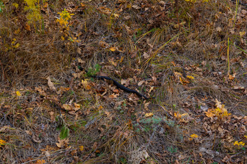 Snake in the autumn forest