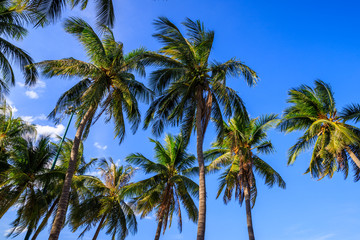 Fototapeta na wymiar palm trees on background of blue sky, Nha Trang, Vietnam