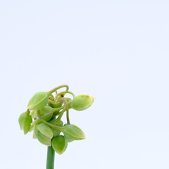 Green seedling on white background