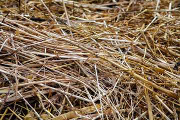 Dry food, hay, straw
