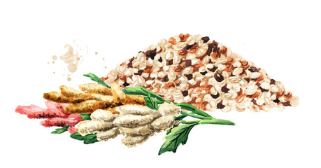 Mixed quinoa seeds and plant. Hand drawn watercolor illustration, isolated on white background