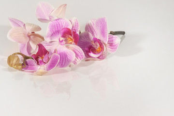 Graceful branch of a pink orchid on a light background. Romantic background for postcards. Free space for text.