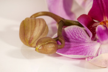 Orchid buds, closeup. Closed buds. On white background.