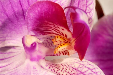 Gardinen Macro photo of the core of an orchid flower. Inside an orchid flower, closeup. Selective focus. © reggeyreggey