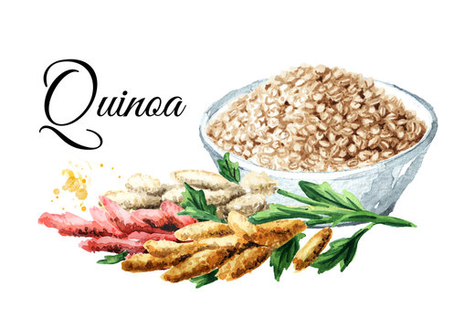 White Quinoa Seeds In The Bowl And Quinoa Plant. Hand Drawn Watercolor Illustration, Isolated On White Background