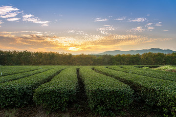 Fototapeta na wymiar The scenery of the tea plantation row in sunset time in Chiang Rai, Thailand.
