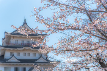 Fototapeta premium temple in japan
