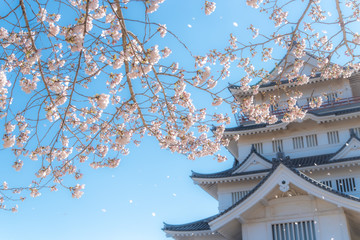 cherry blossom in japan