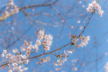 cherry blossom in spring