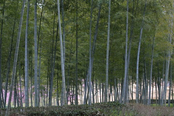 Fototapeta premium 竹林